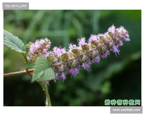 高地红石榴种植实用技巧指南及常见问题解决方案 高地红石榴种植实用技巧指南及常见问题解决方案